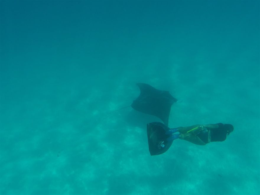 Apnée et nage avec une raie manta de 4m50 à Maupiti (Polynésie française) septembre 2017