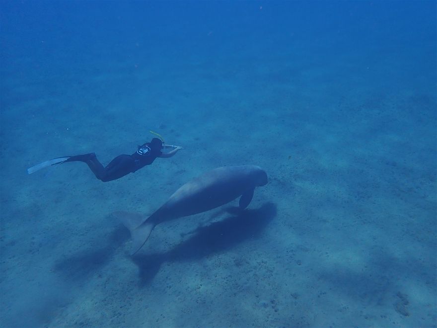 Incroyable moment d'apnée en compagnie de cette femelle dugong juillet 2018