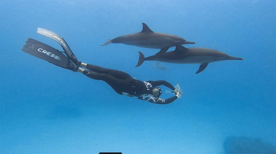 Moment intense en apnée avec les dauphins de Sataya avril 2019